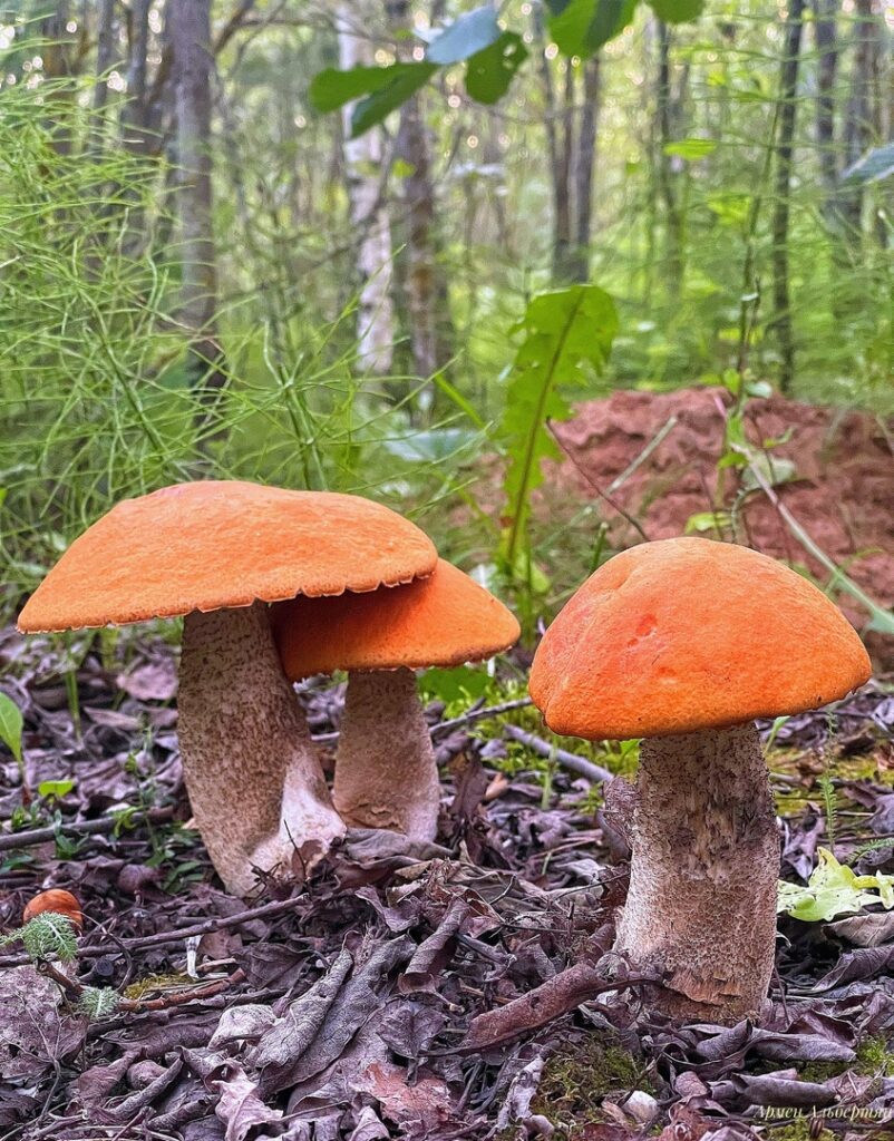 Edible Wild Mushrooms