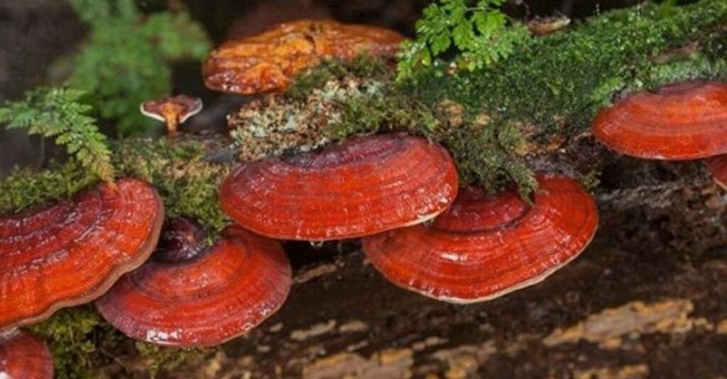 Unlocking the Power of Reishi Functional Mushrooms A Comprehensive Guide to Their Benefits